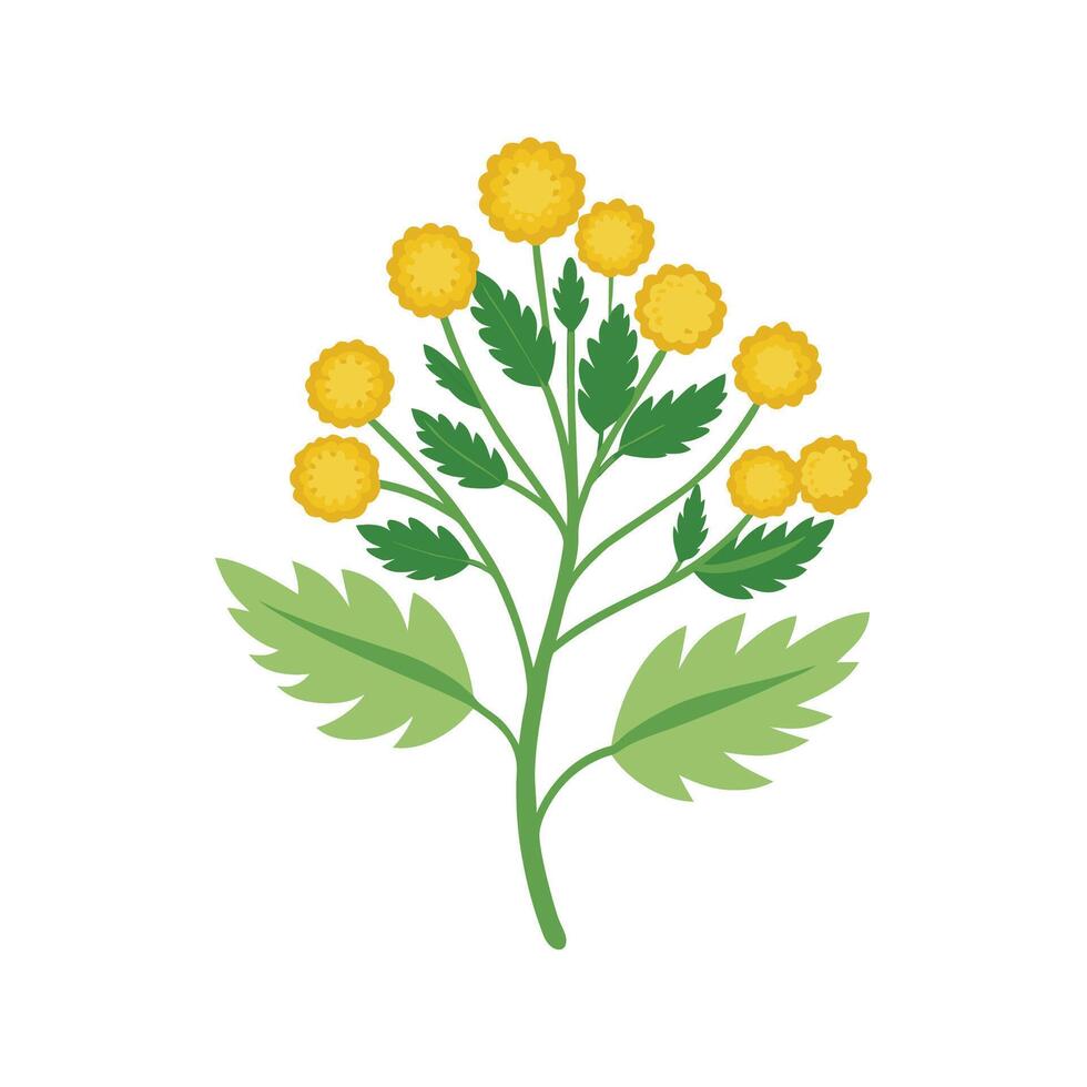 Vibrant Tansy for Unique Floral Artwork vector