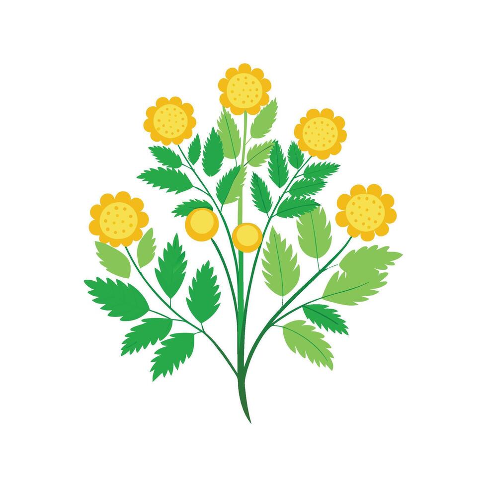 Elegant Tansy for Stunning Floral Designs vector