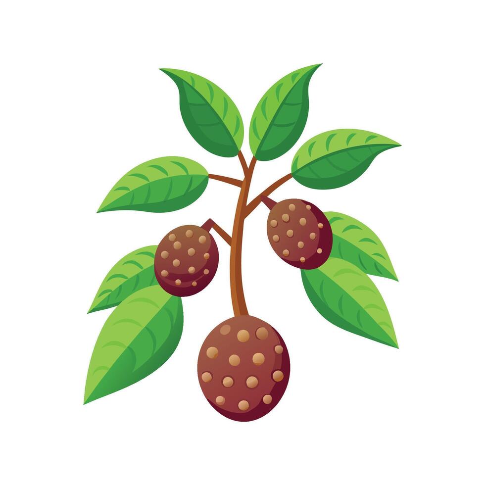 Charming Tapioca Plant Design vector