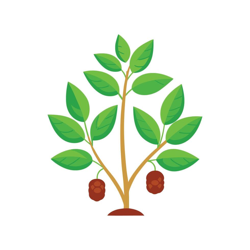 Vibrant Tapioca Plant for Beautiful Floral Designs vector