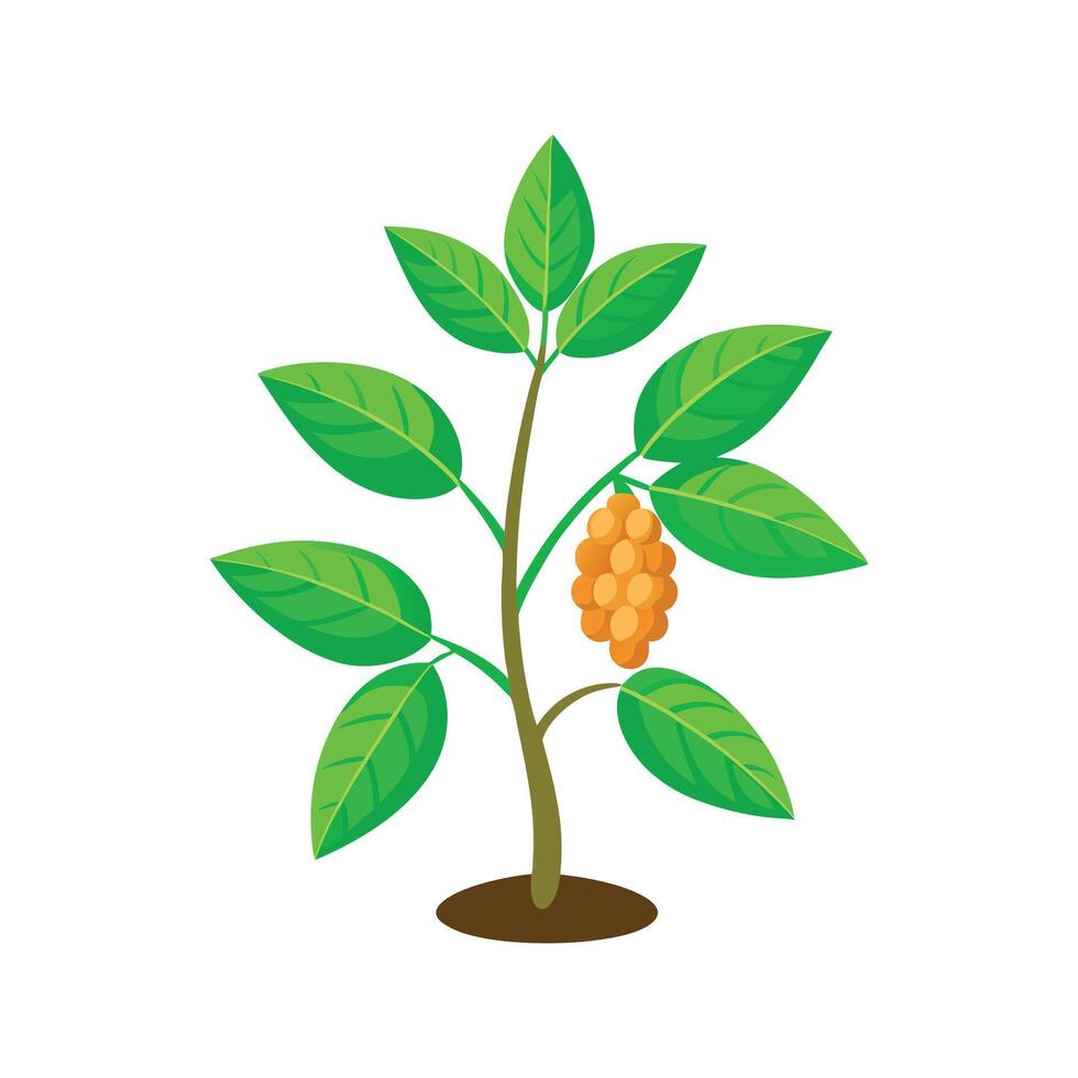 Stylish Tapioca Plant for Unique Floral Illustrations vector