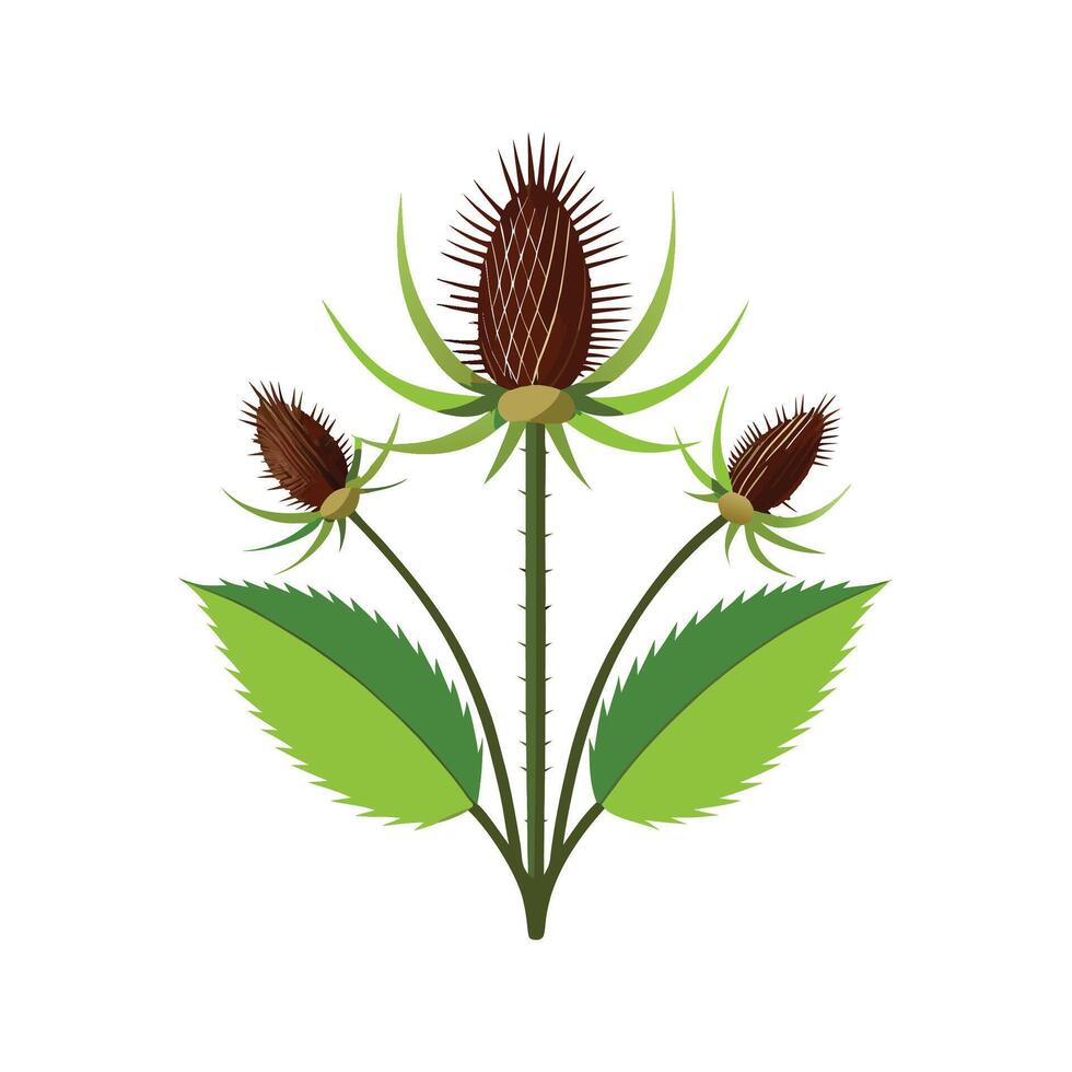 Charming Teasel for Unique Floral Art vector