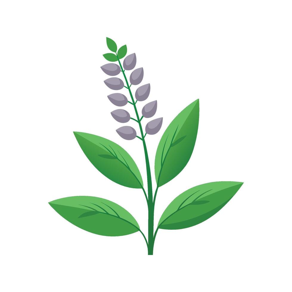 Charming Toothwort Plant Artwork vector