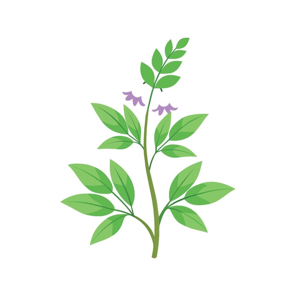 Charming Toothwort for Stunning Floral Art vector