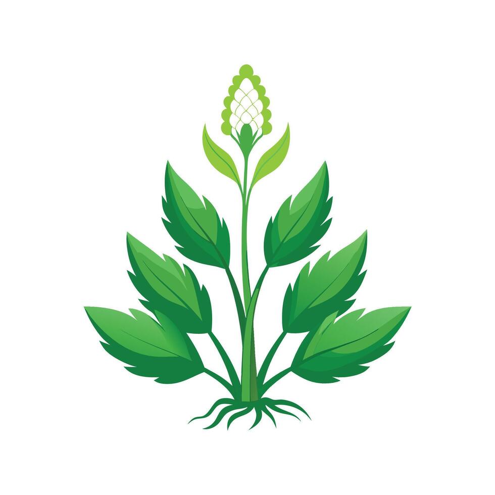 Elegant Toothwort for Unique Floral Art vector