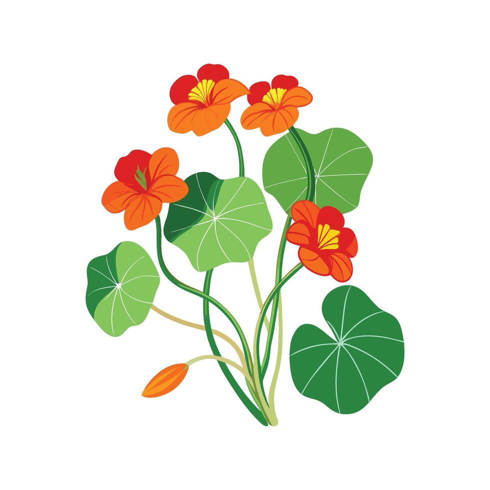 Elegant Trailing Nasturtium Plant Design vector