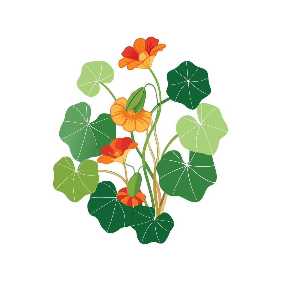 Stylish Trailing Nasturtium for Unique Floral Illustrations vector