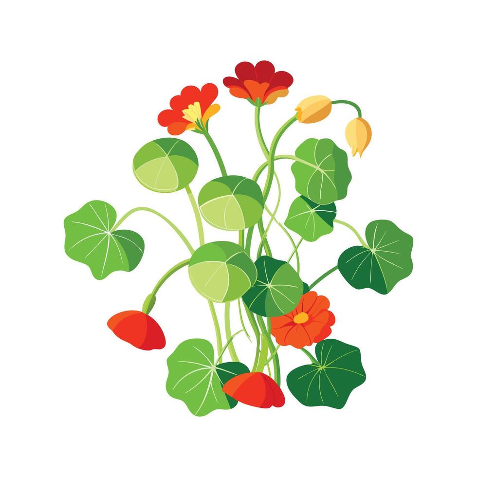 Vibrant Trailing Nasturtium for Beautiful Floral Designs vector
