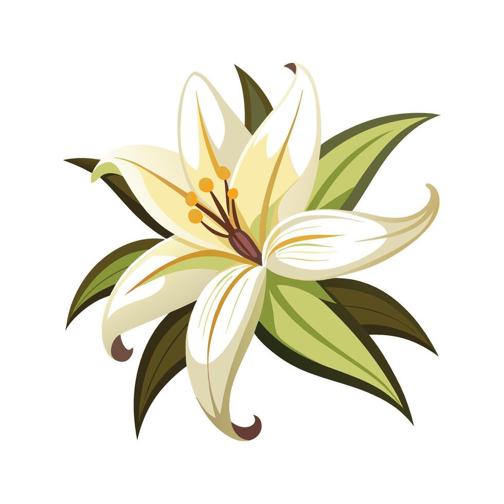 Vibrant Vanilla Lily for Beautiful Floral Designs vector