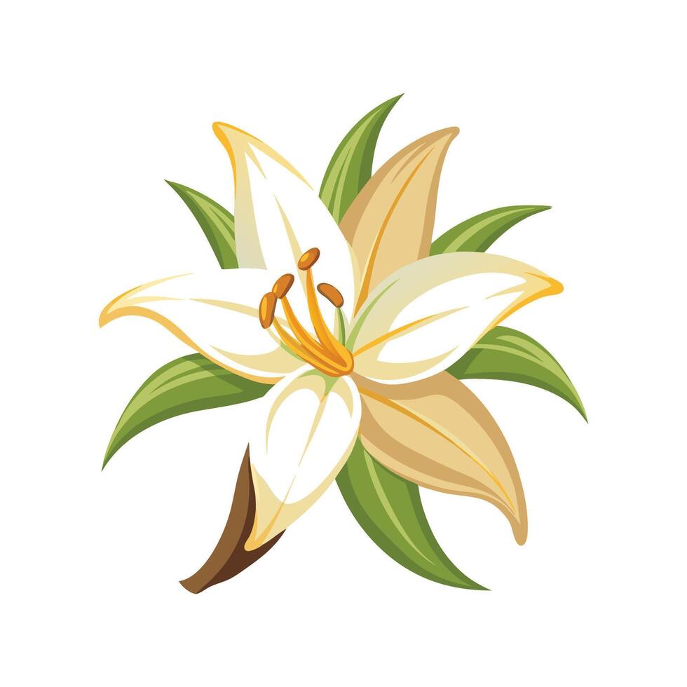 Elegant Vanilla Lily for Stunning Floral Artwork vector