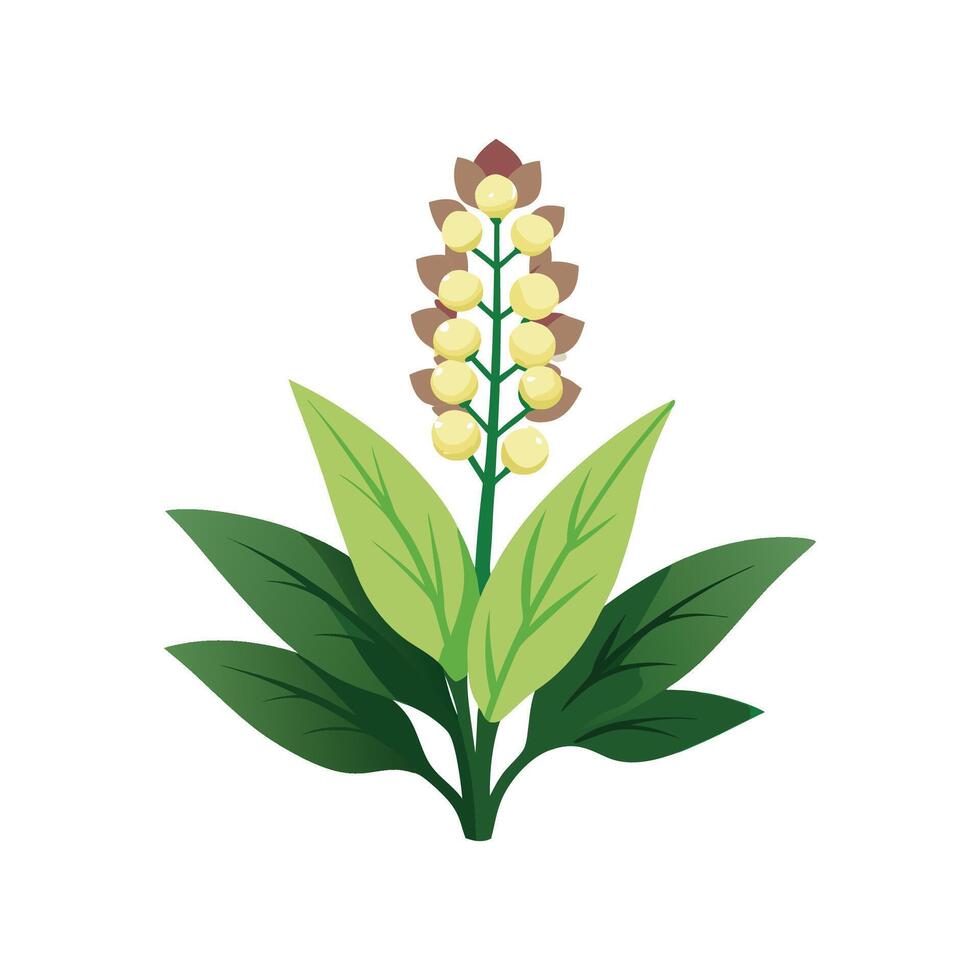Charming Verbascum for Unique Floral Art vector