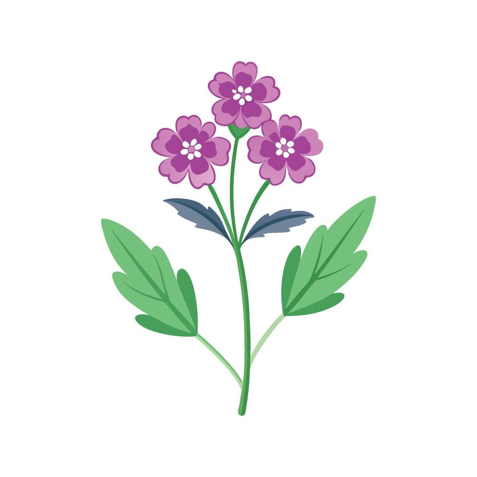Vibrant Verbena for Stunning Floral Designs vector
