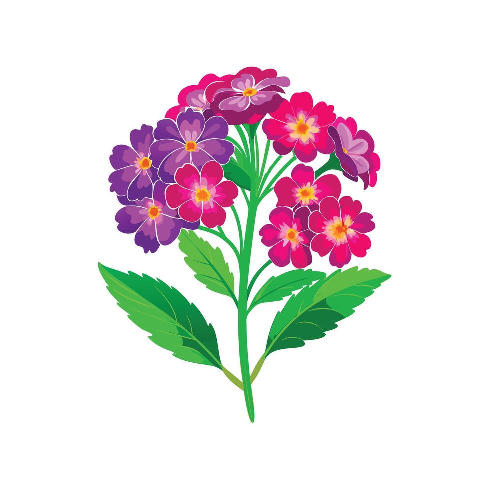 Elegant Verbena for Beautiful Floral Artwork vector