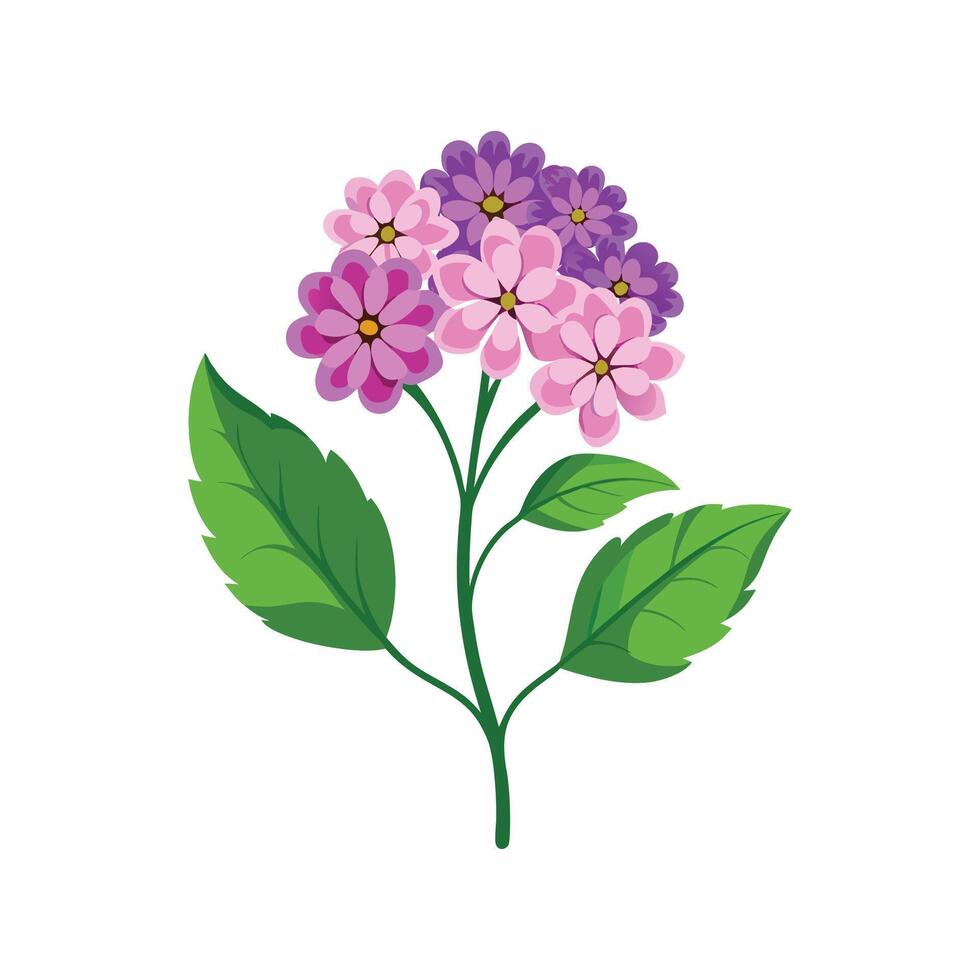 Elegant Verbena for Unique Floral Art vector