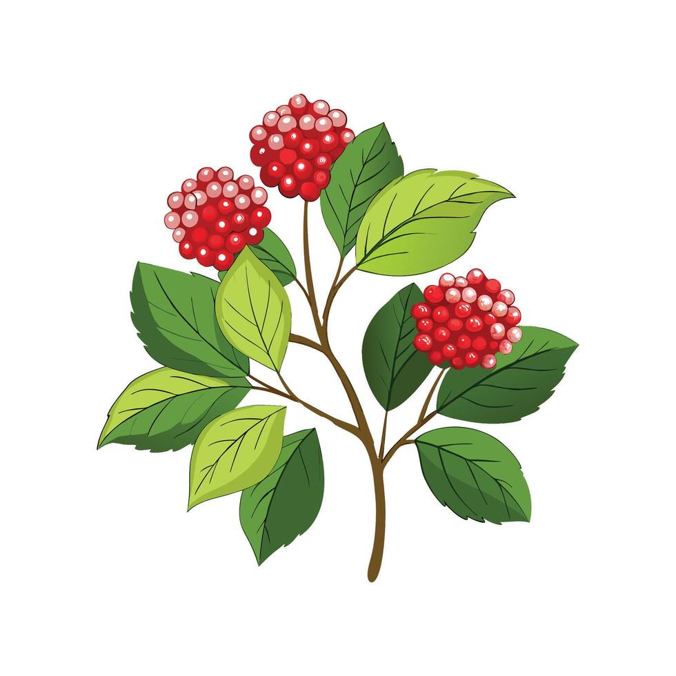 Stylish Viburnum for Unique Floral Illustrations vector