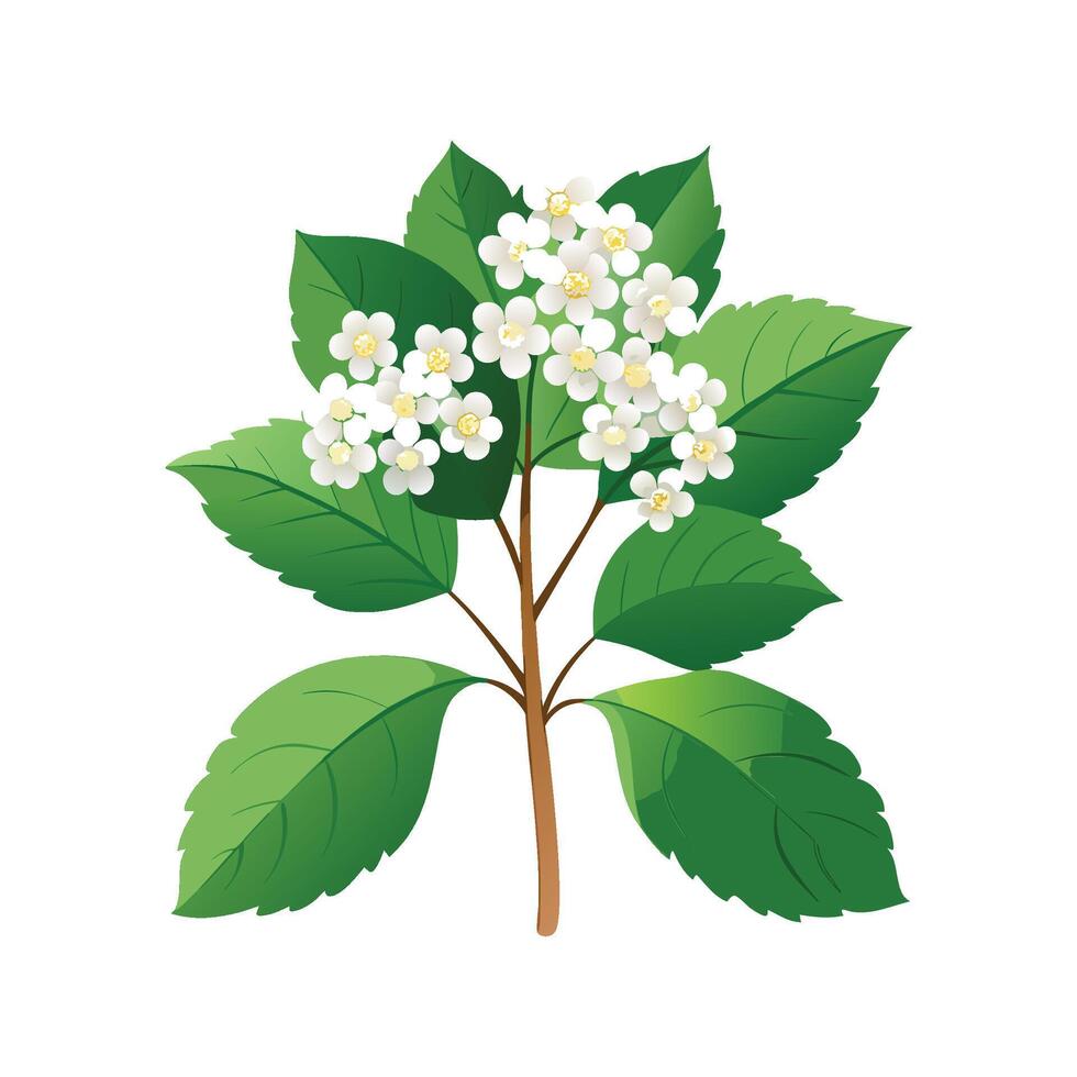 Elegant Viburnum for Unique Floral Art vector