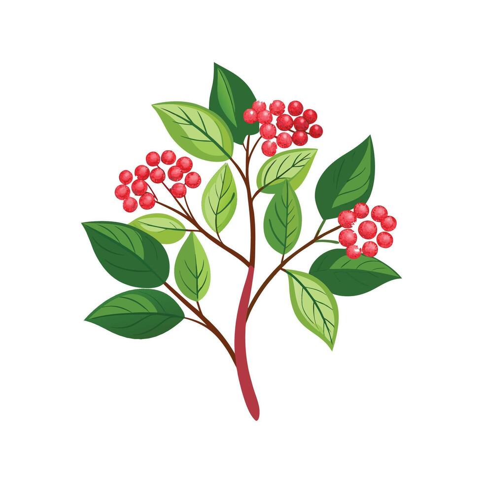 Charming Viburnum for Stunning Floral Art vector