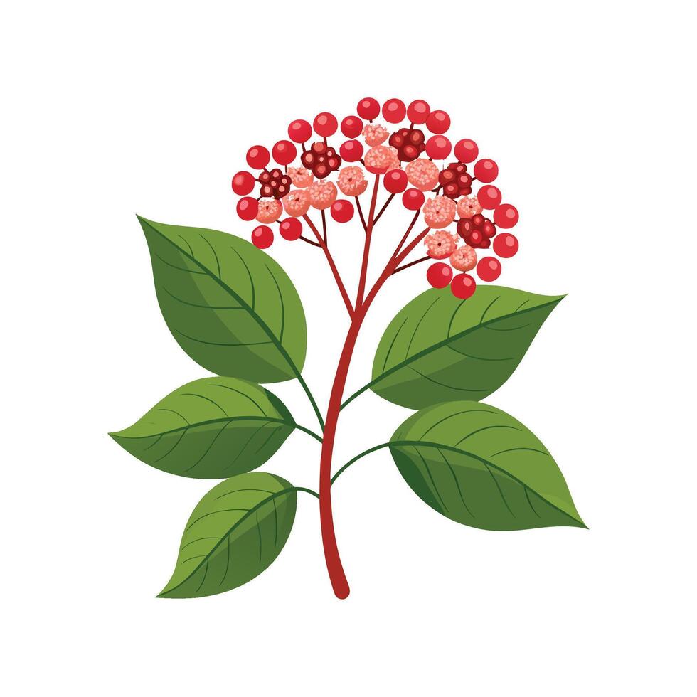 Stylish Viburnum Opulus for Unique Floral Illustrations vector