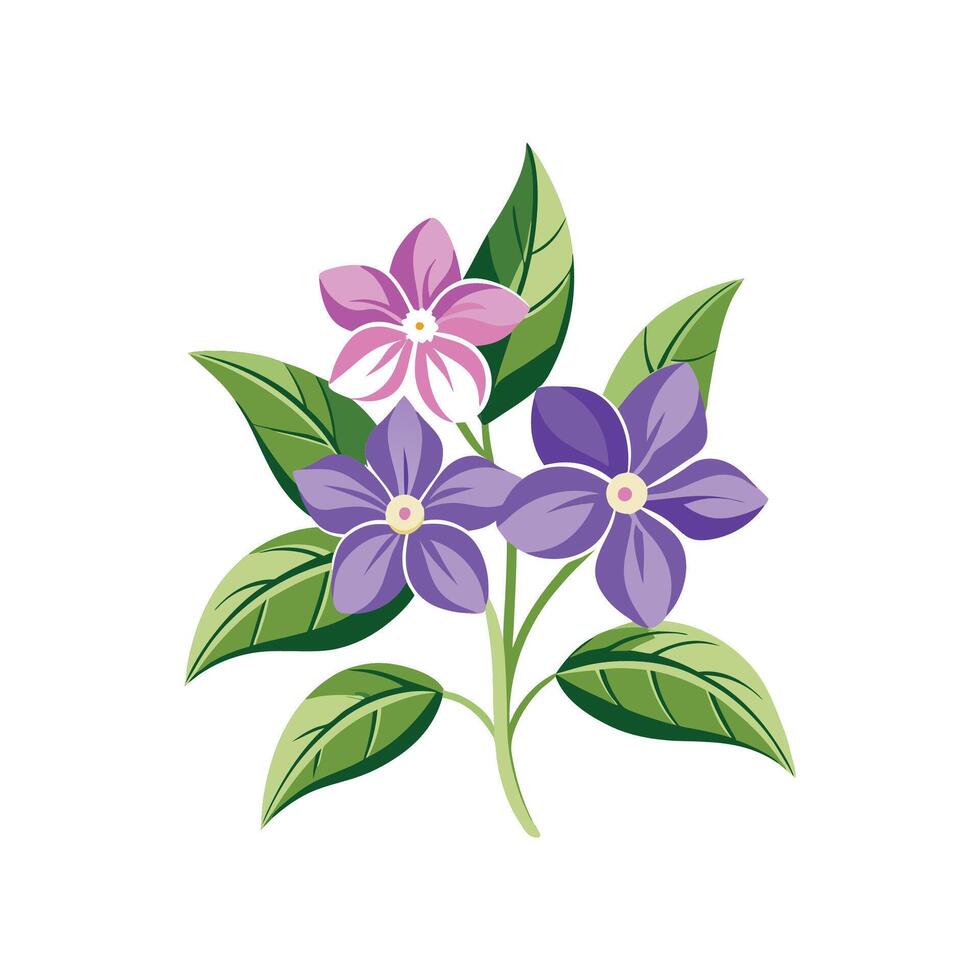 Charming Vinca for Unique Floral Art vector