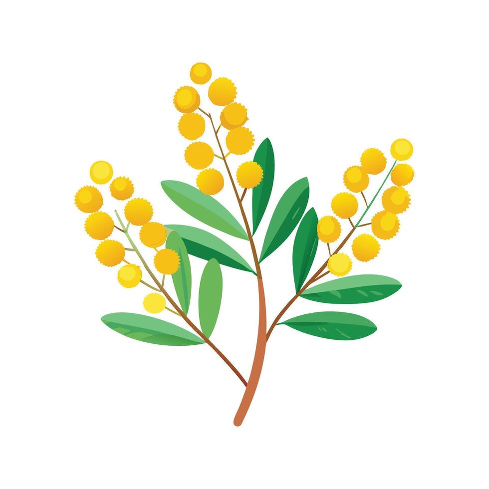 Elegant Wattle for Beautiful Floral Artwork vector