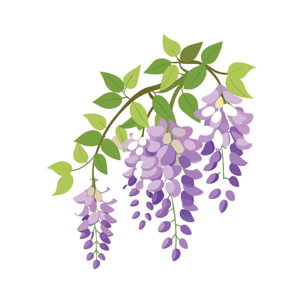 Charming Wisteria Plant Design vector