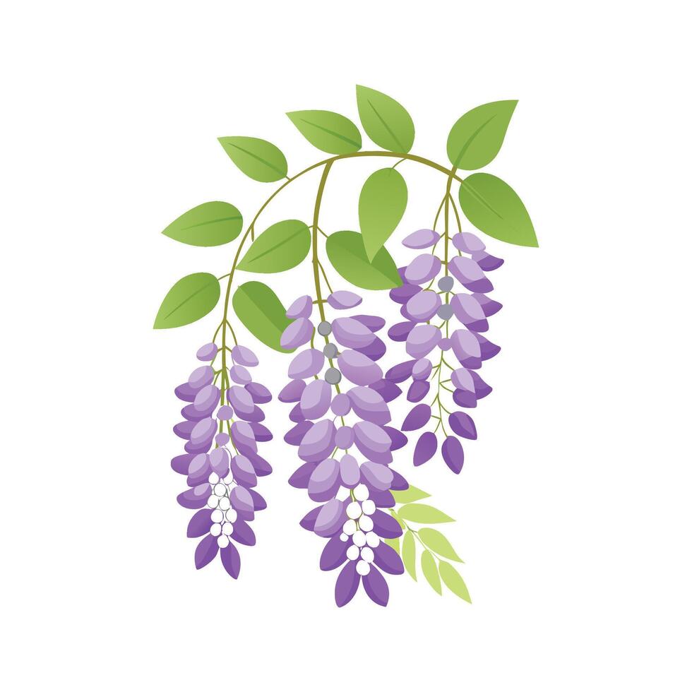 Beautiful Wisteria for Nature Lovers vector