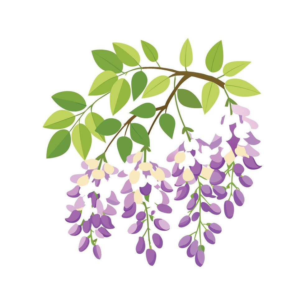 Charming Wisteria for Stunning Floral Art vector