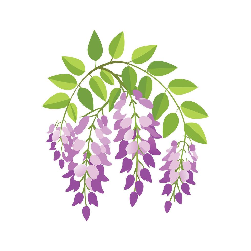 Beautiful Wisteria Plant Illustration vector