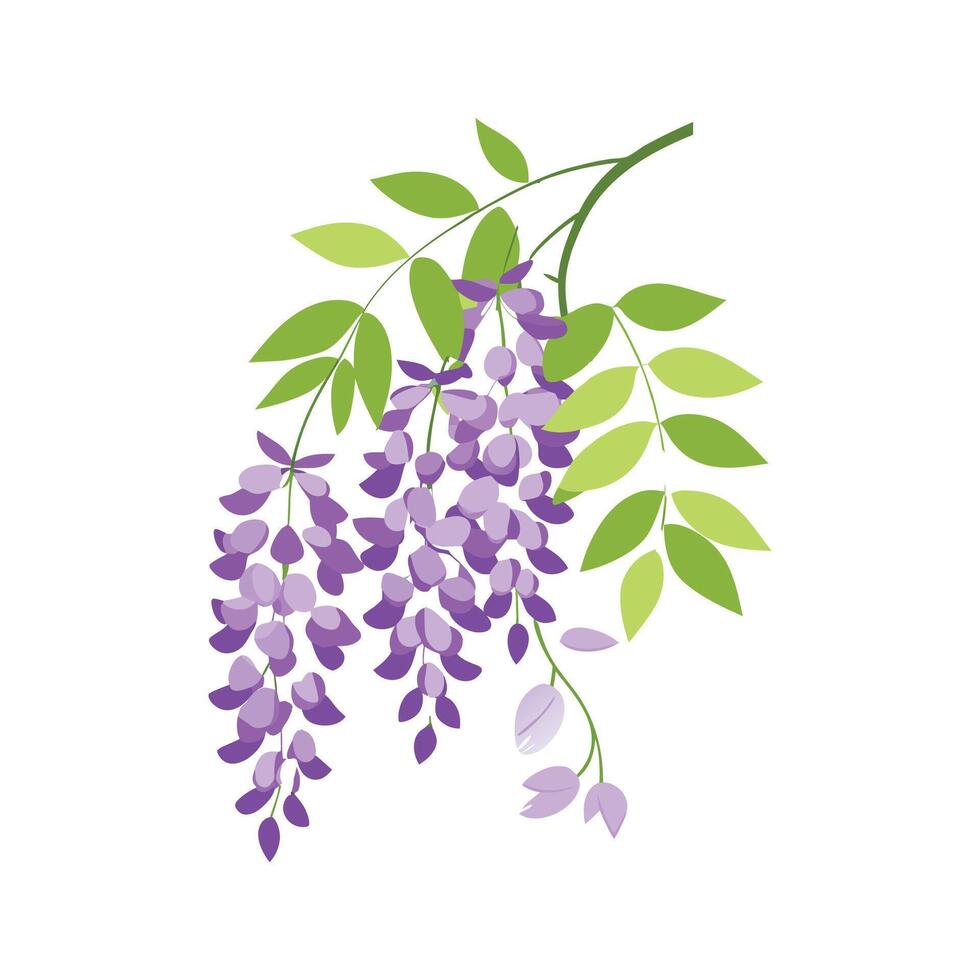 Elegant Wisteria for Beautiful Floral Artwork vector