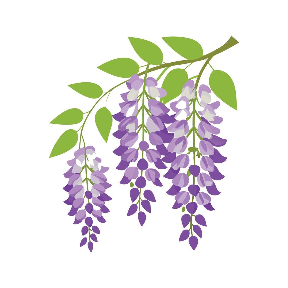 Elegant Wisteria for Unique Floral Art vector
