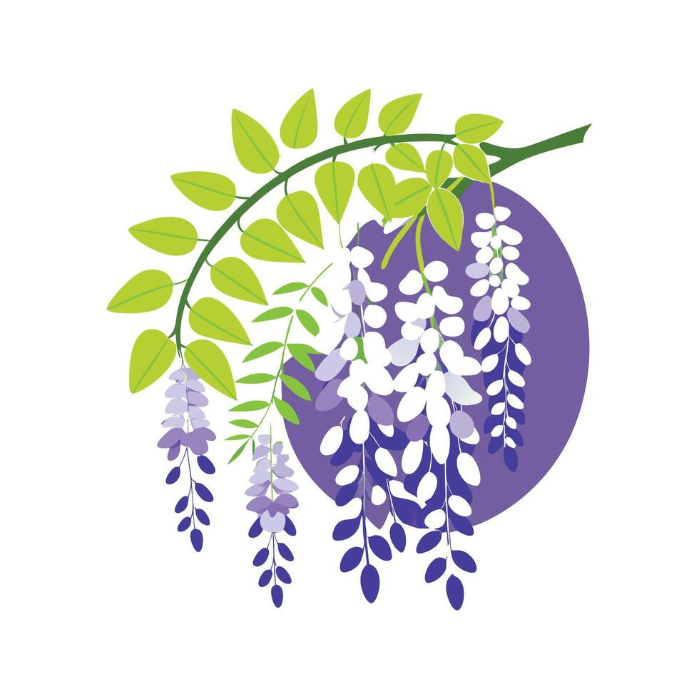 Stylish Wisteria Sinensis for Unique Floral Illustrations vector