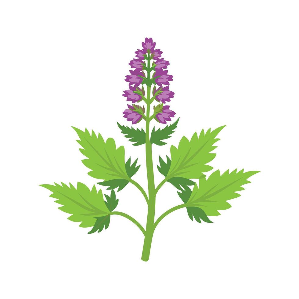 Vibrant Wood Betony for Beautiful Floral Artwork vector