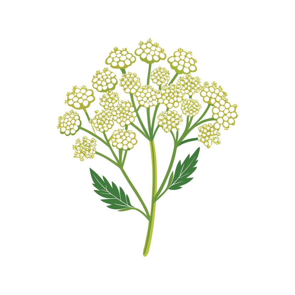 Elegant Yarrow for Beautiful Floral Artwork vector