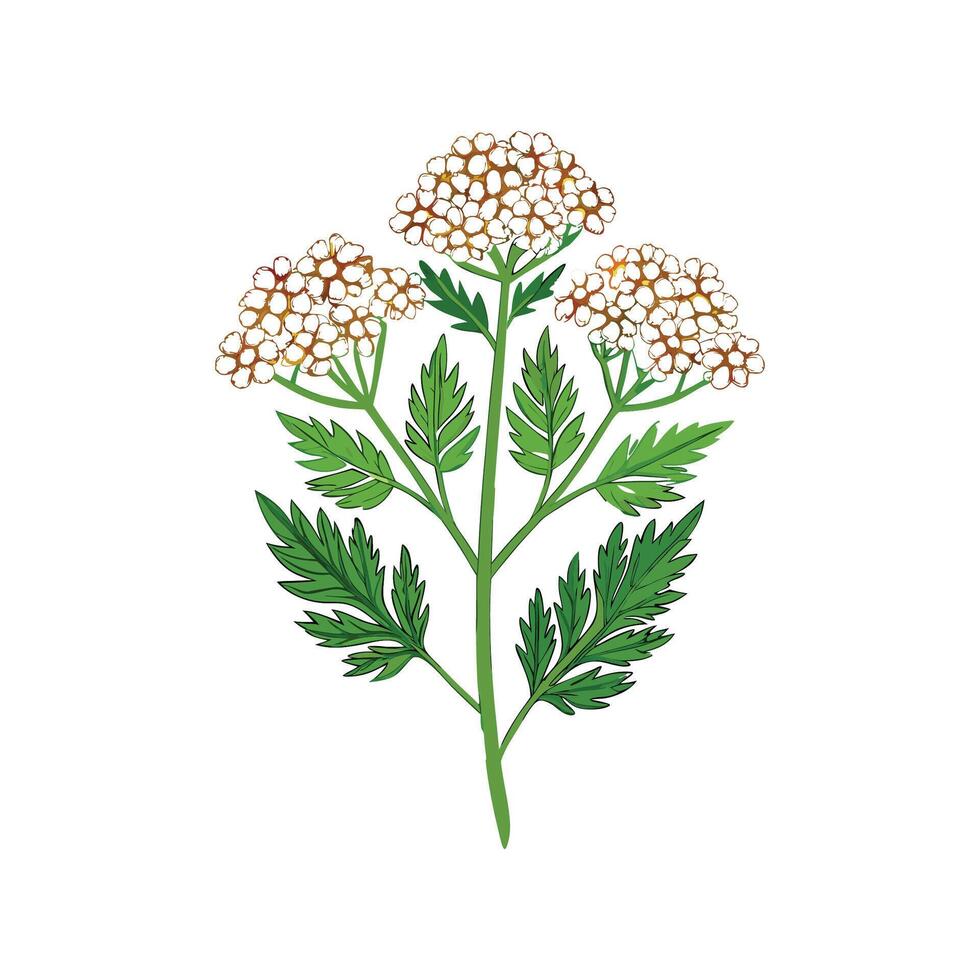 Charming Yarrow Plant Illustration vector