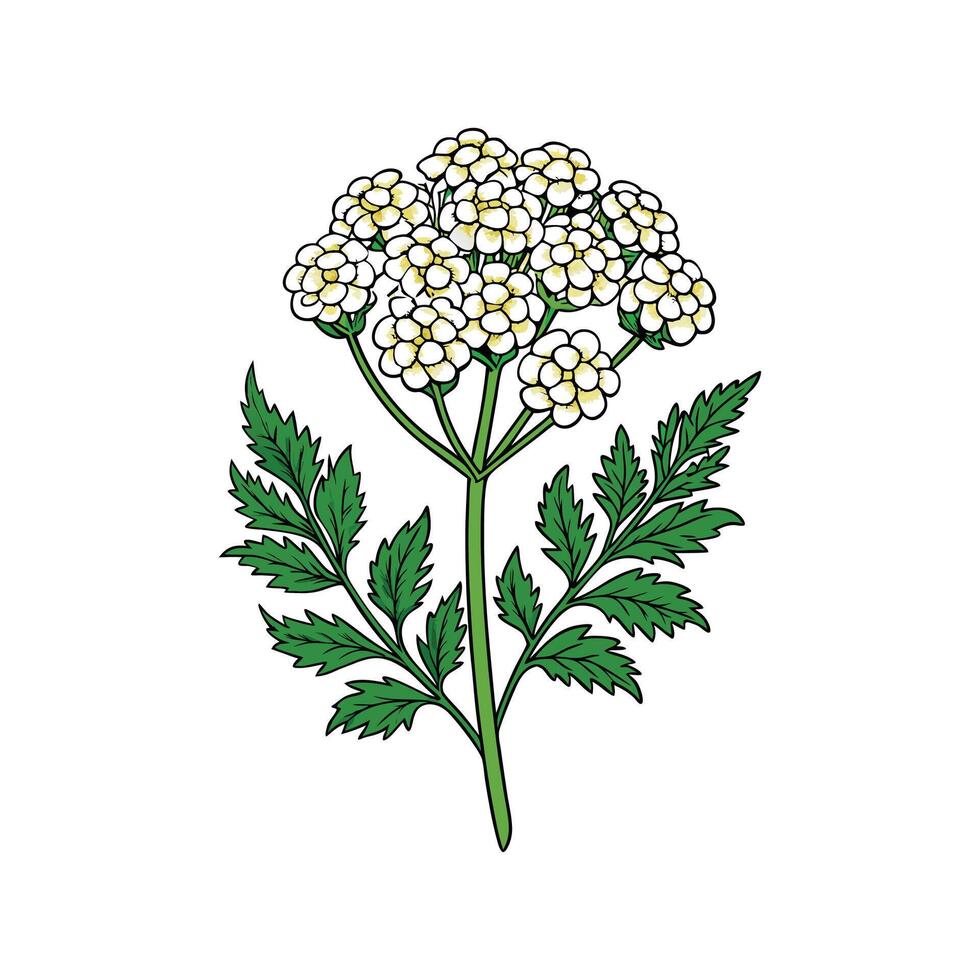 Stylish Yarrow Plant Design vector