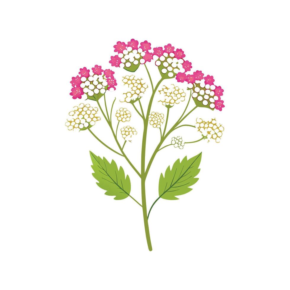 Elegant Yarrow Plant Artwork vector