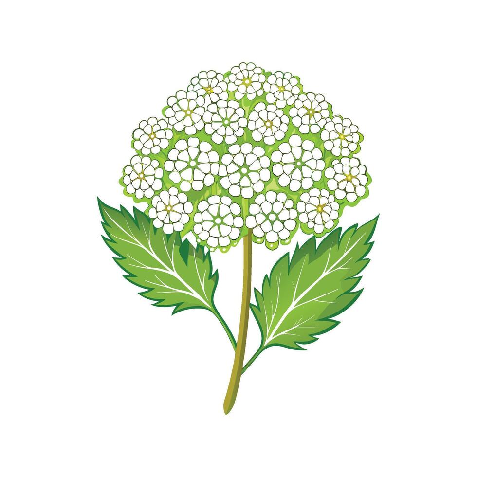 Beautiful Yarrow Plant Design vector