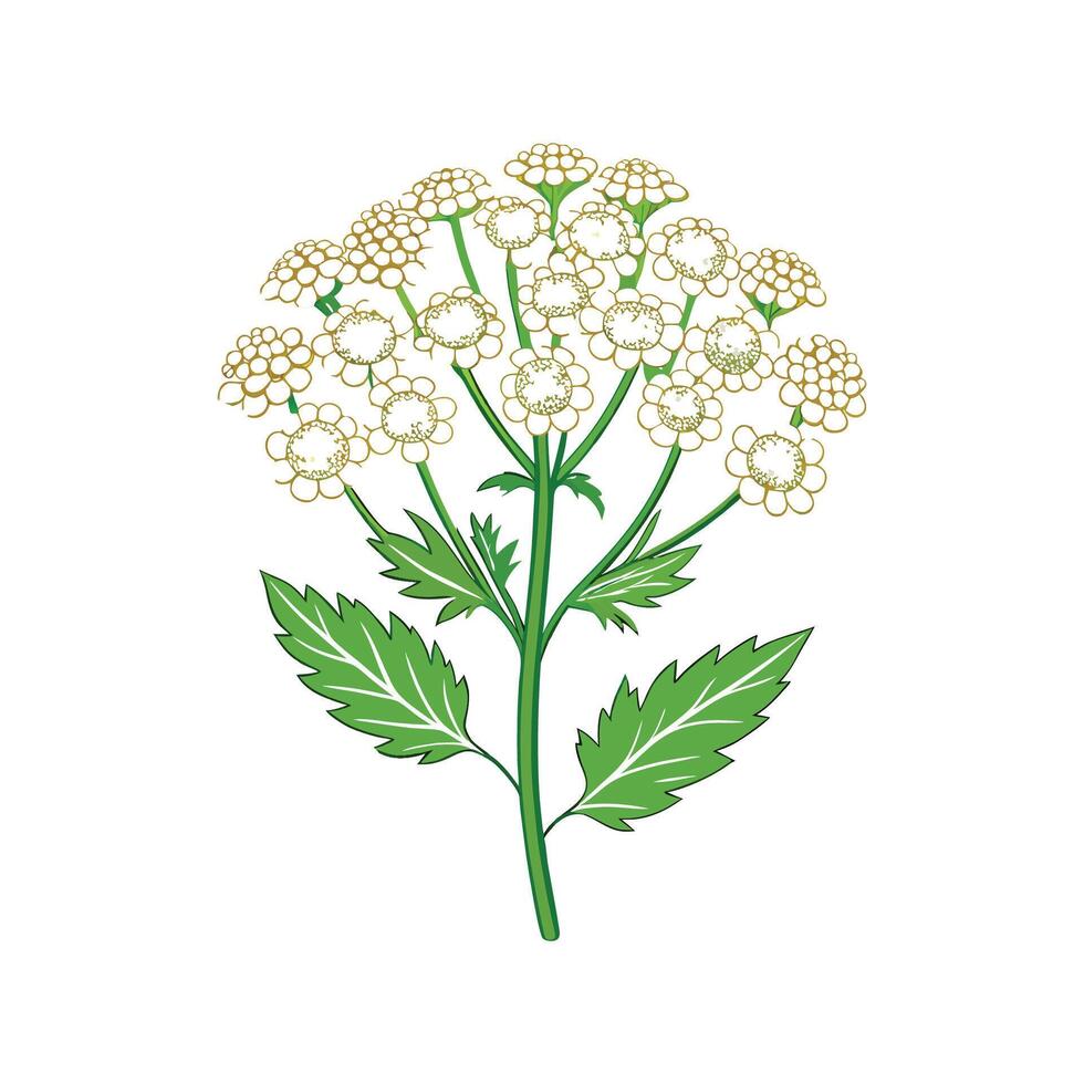 Charming Yarrow for Stunning Floral Art vector