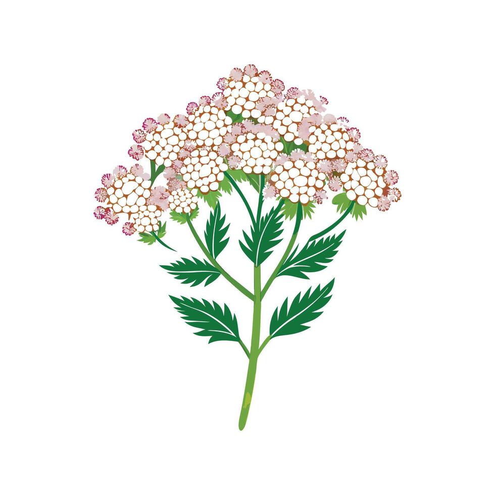 Stylish Yarrow for Unique Floral Illustrations vector