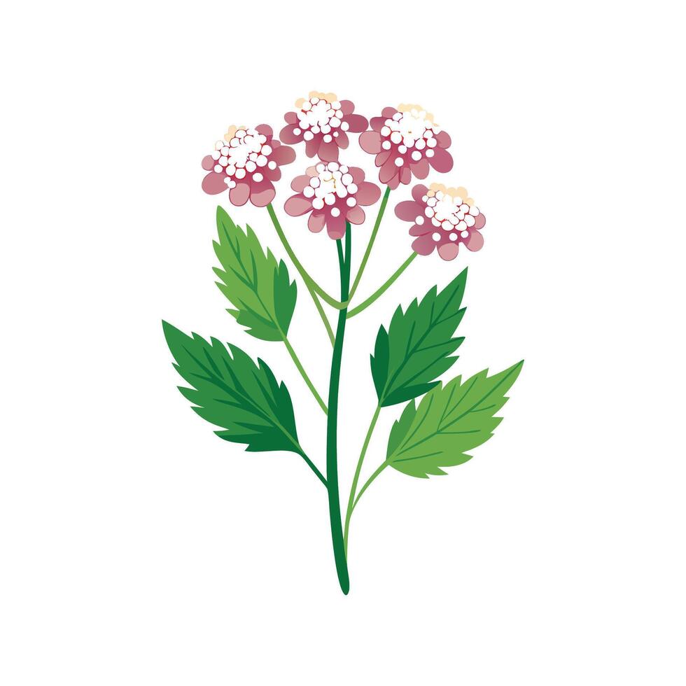 Elegant Yarrow for Unique Floral Art vector