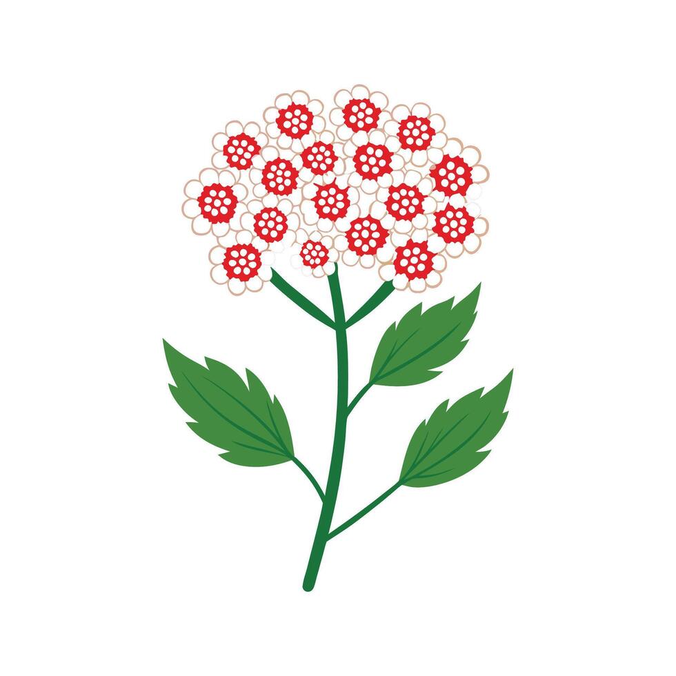 Charming Yarrow for Stunning Floral Art. vector