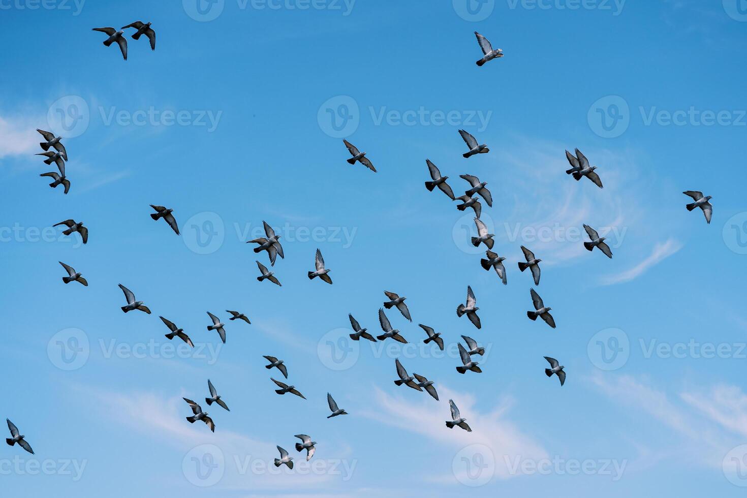 Flock of birds flying in the sunny blue sky photo