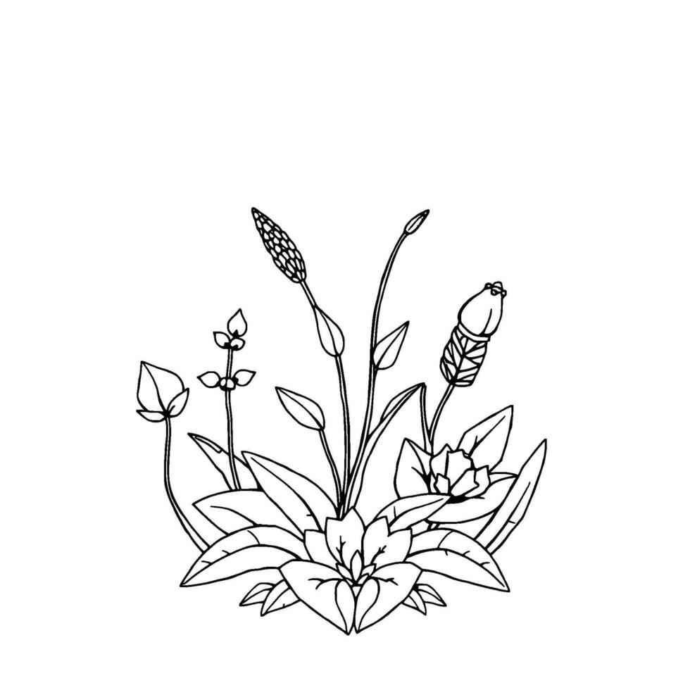 Elegant Black and White Botanical Illustration Detailed Sketch of Various Flowers, Stems, and Leaf Shapes. vector