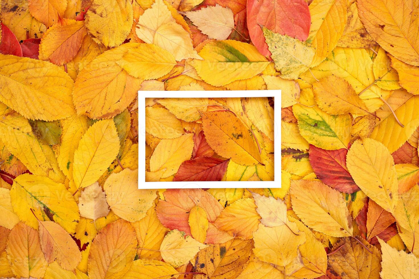 Thin horizontal frame lies on autumn leaves photo