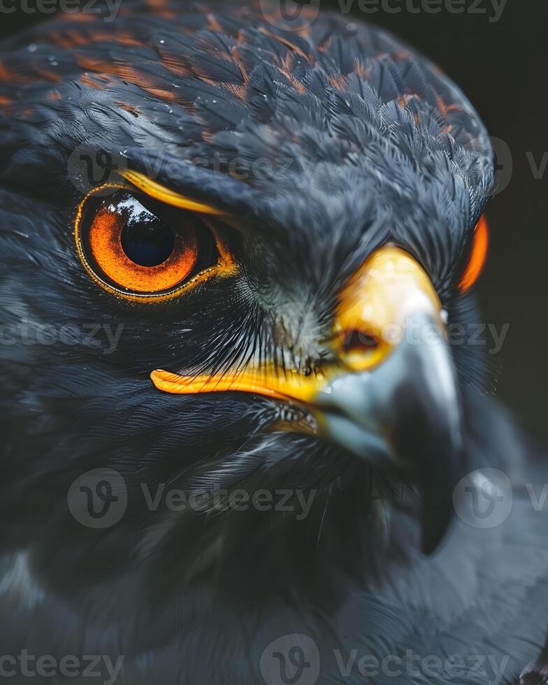 a close up of a black bird with orange eyes and a yellow beak photo