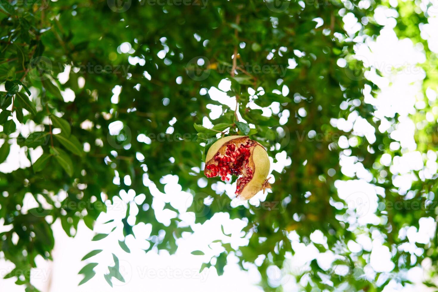 Burst pomegranate hangs on a green tree branch in the garden photo