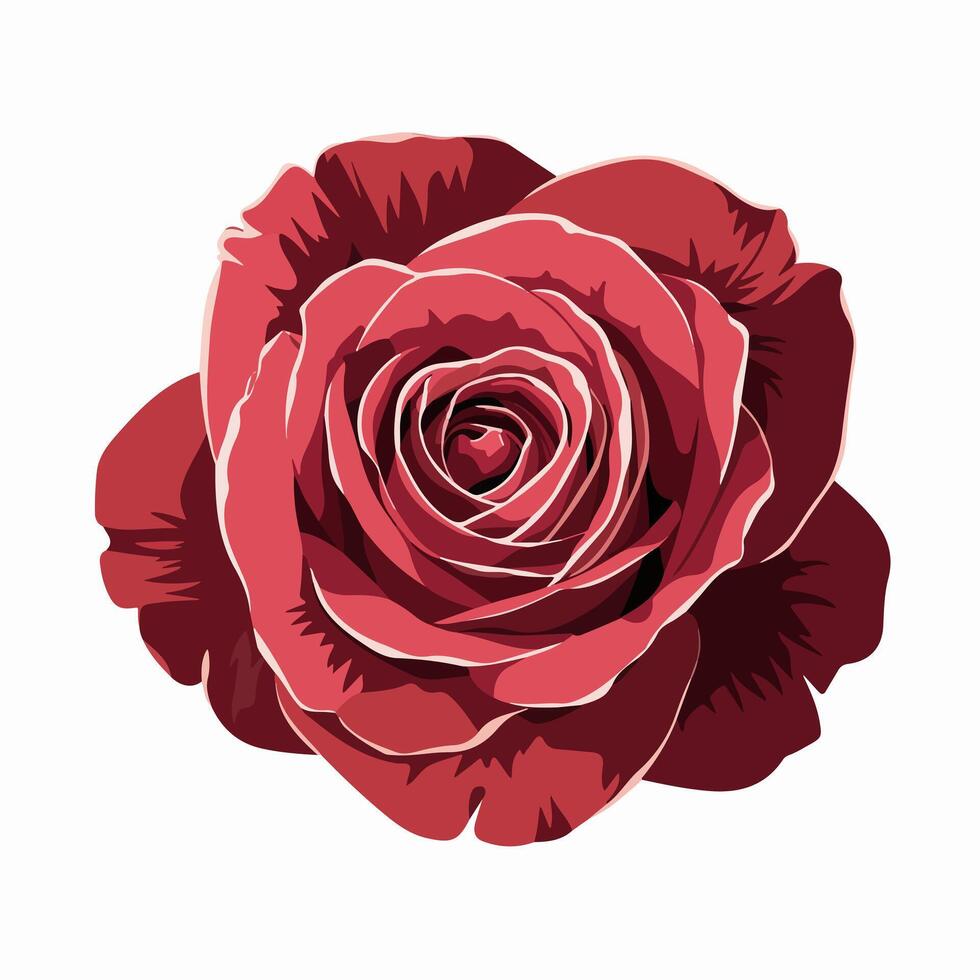 A isolated red rose on a white background vector