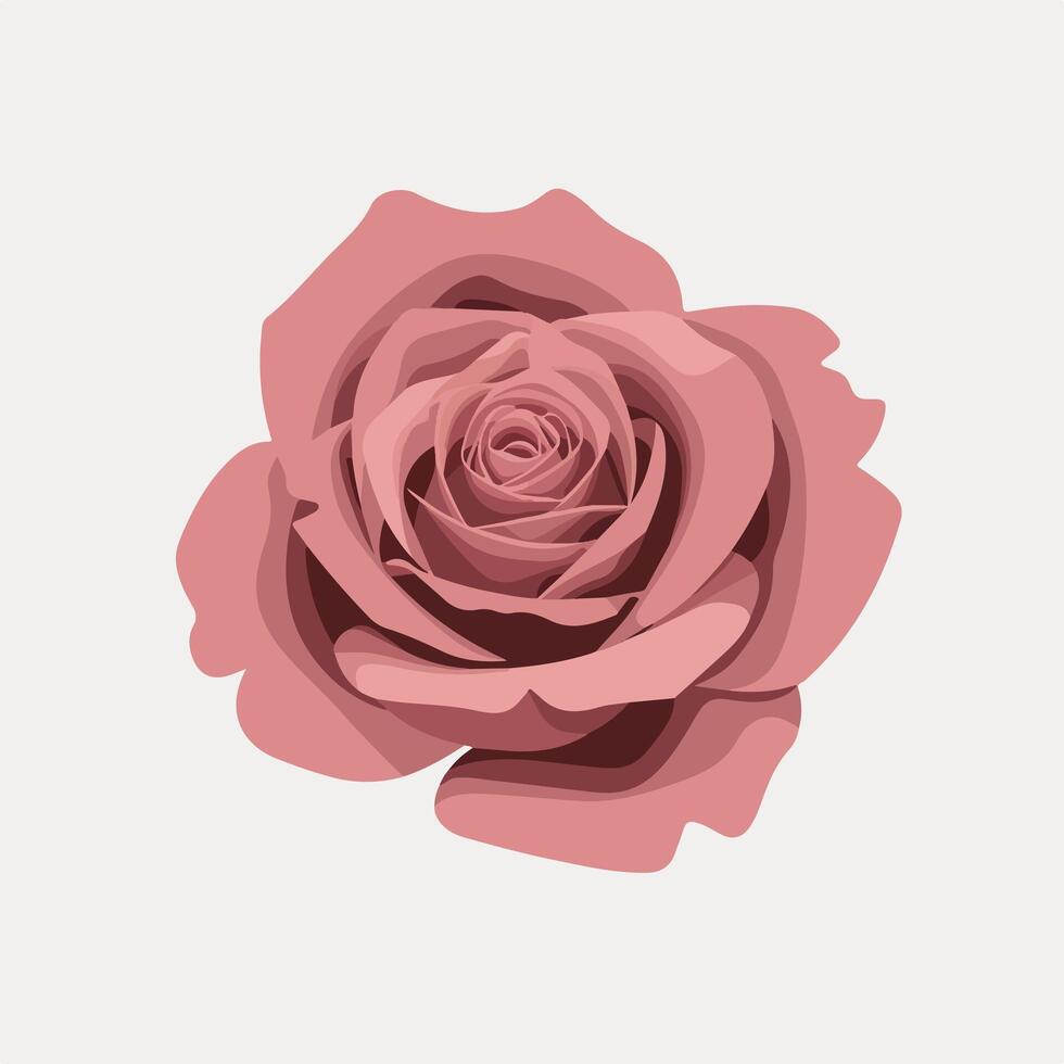 A pink rose is shown on a white background vector
