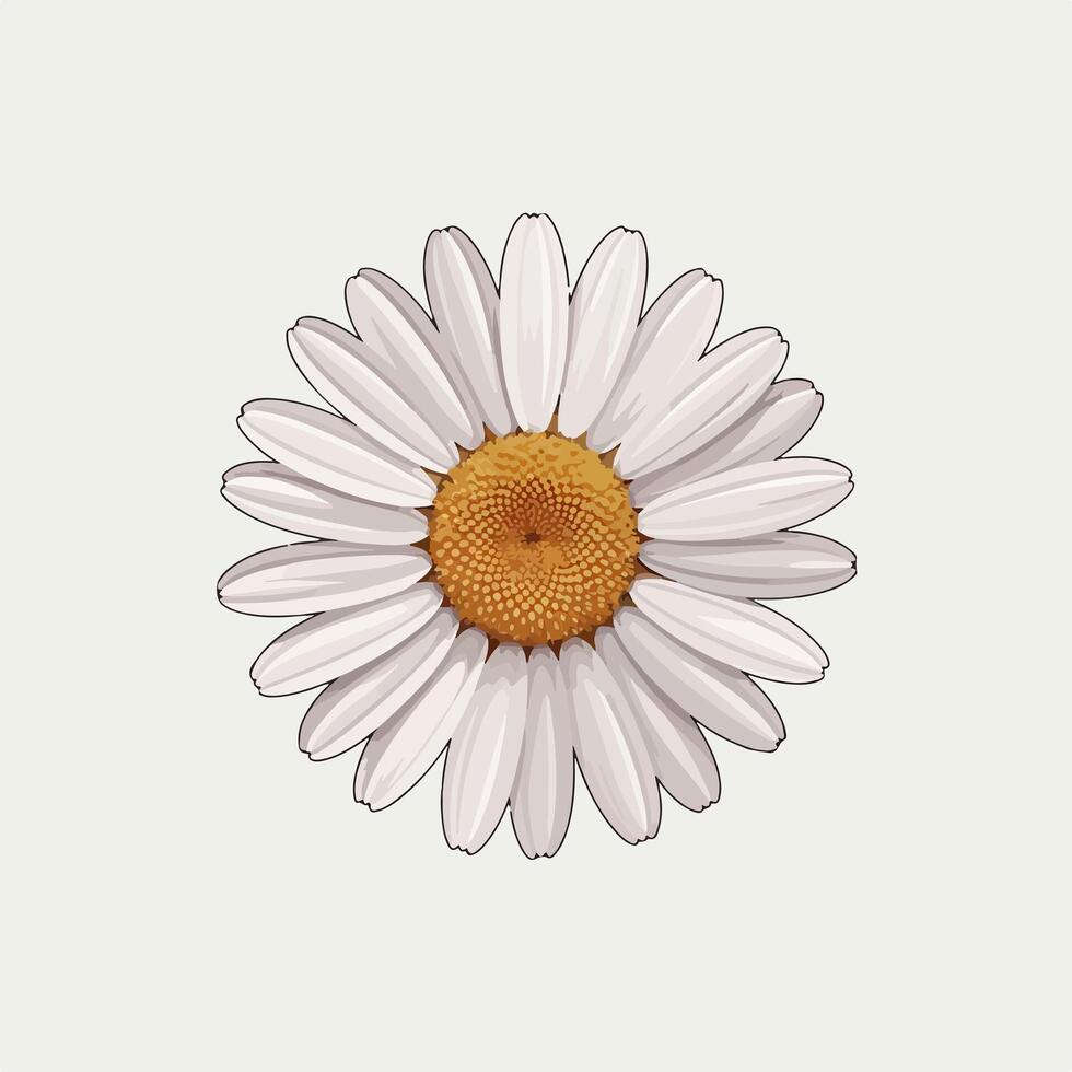 Minimalist Flat Illustration of a White Petaled Daisy vector