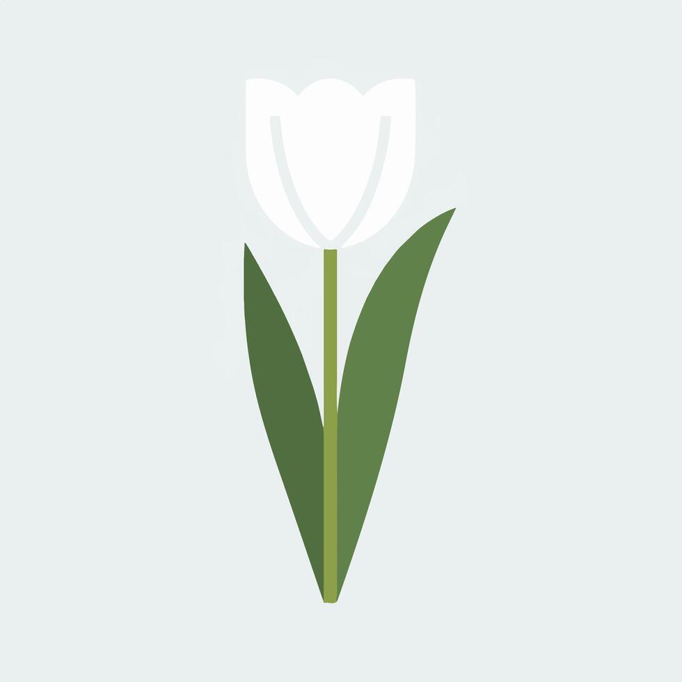 A white tulip on a light gray background vector
